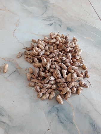 G 22 માંડવી