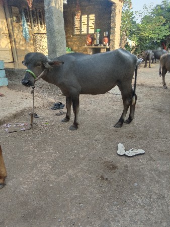 તાલુકો વંથલી જીલ્લો જુનાગઢ