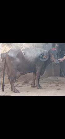 ભેંસ વેચવાનું છે