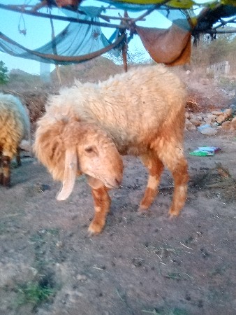 3ત્રણ ઘેટાં વેચવા ના છે