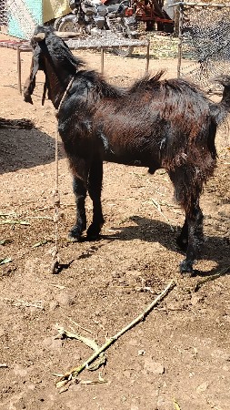 બકરો  બવુસાચવેલોછે