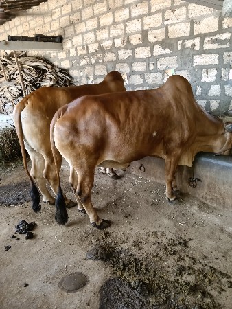 બળદ વે સવાના સે