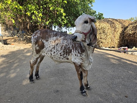 વાસડી વેચવાની છે