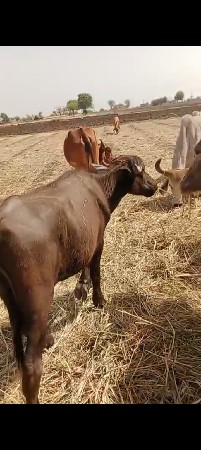 પાડો વેચવાનો છે