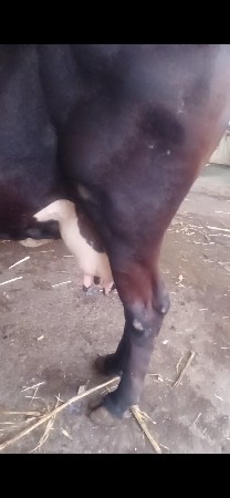 ગીર કોર્ષ કાલી