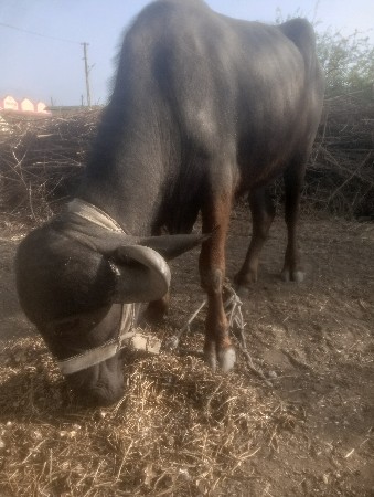 ૪દાતેખડાઇવેશવાનીછે