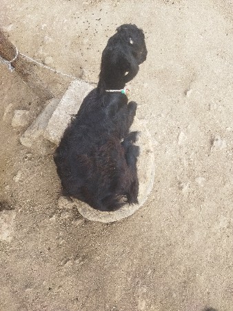 બકરી