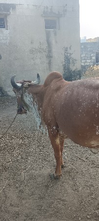 વેચવાની છે