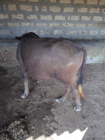 pado vesvano che