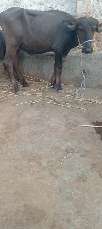 સવા બે વર્ષ ની છે