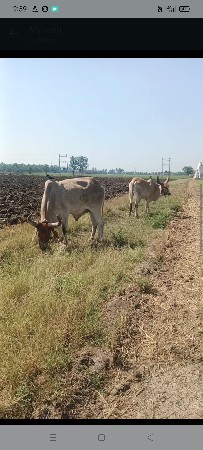 માંકડા વાંસડા વેચવા ના છે
