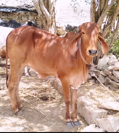 ઓરિજનલ ગીર વાછડી