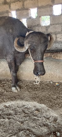 ખડેલી