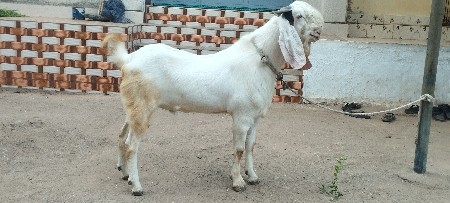 ગુલાબી હૈદ્રાબાદી બકરો વેચવાનો છે