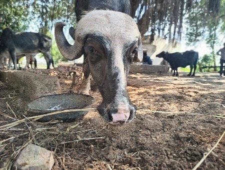 પાડી વેચવાની છે