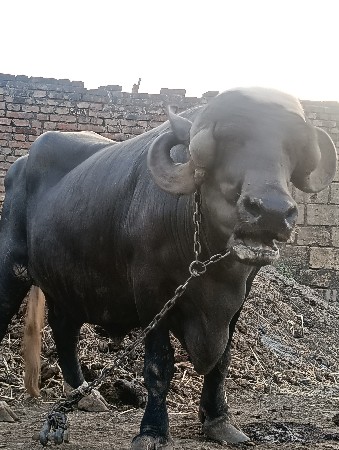 ભેંસ વેચવા ની છે