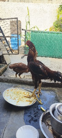 2મુરઘા 3 મુરઘી વેચવાના છે