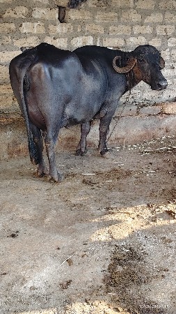 બે ભેસો વેચવા ની