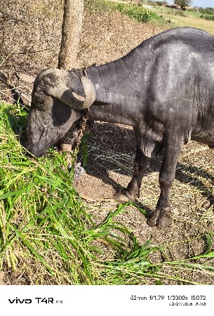 ભેંસ વેસવાની સે બીજું વેતર