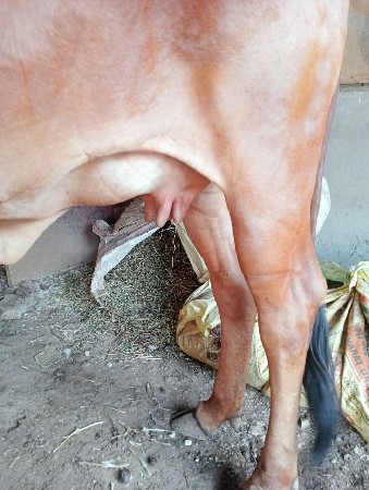 વેચવાની છે. 6353932536