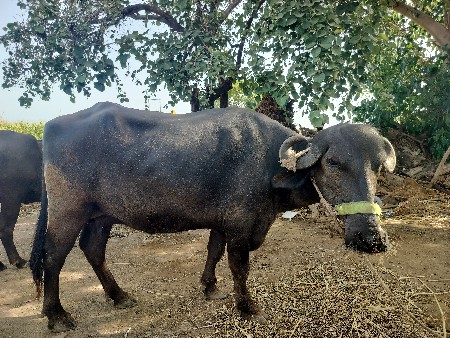 ભેંસ વેચવાની છે