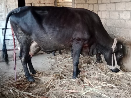 ગાય વેસવાની છે