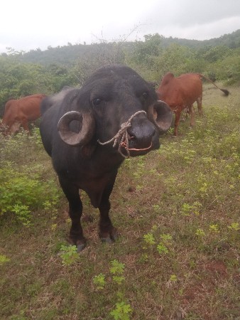 પાડો વેચાવછે
