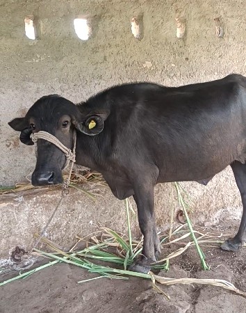 ખડેલી વેચવાની