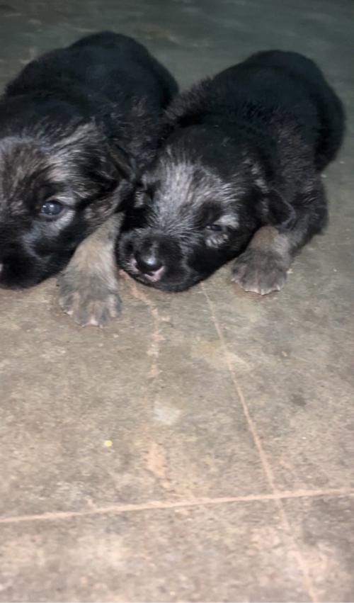જર્મન શેફડ puppy male female મળી જસે….
