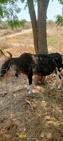 ભાવ માં ફેરફાર થય જાશે