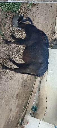 Pado