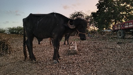 પાડો વેચવાનો છે