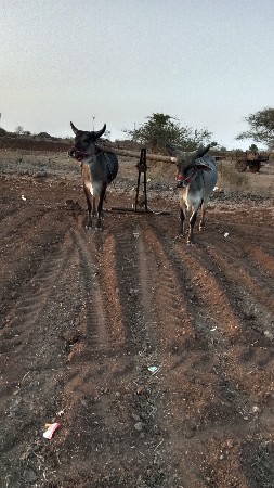 ચાર ચાર દાતે