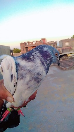બધાઇ કબૂતર વ્યાજબી ભાવે