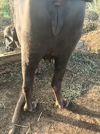 1 વેતર ખડેલી વેસવાની છે