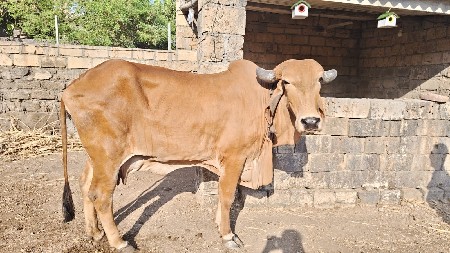 રોટવિલર ફી મેલ બચું જોય છે