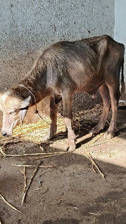 પાડો વેચવાનો છે