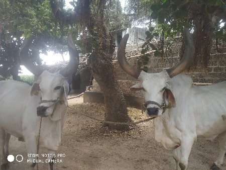 બળદ વેચવાના છે