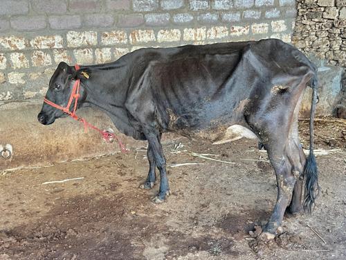 4.દિવસ ની વ્યાનલ
