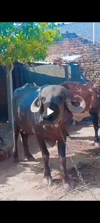 ખડાય