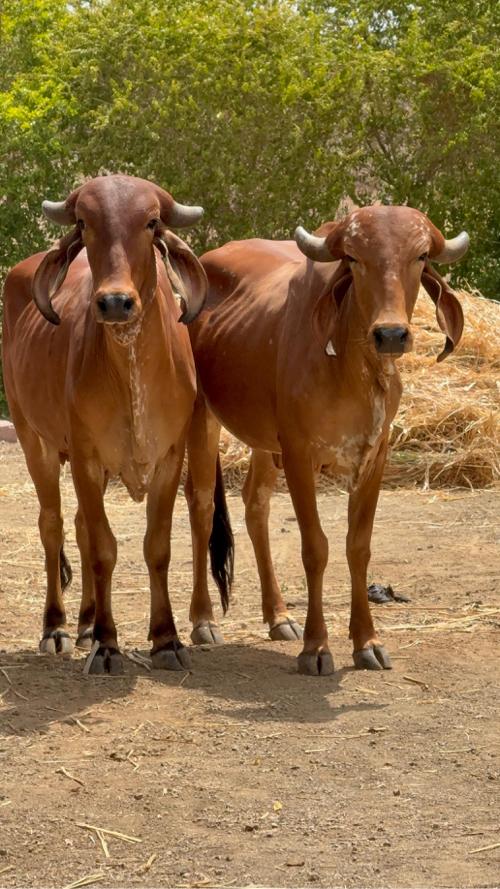ગીર ઓડકી આપવાની છે