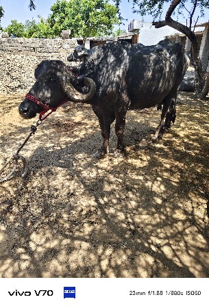 વેચવાની છે