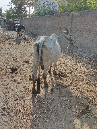 આ ગાય વેચવાની છે