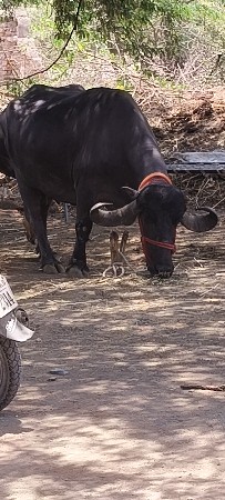 ખડેલી વેચવાની છે