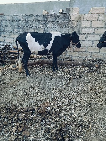 જસી ઓડકી