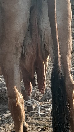 ગાય વેચવાની છે તન આચર