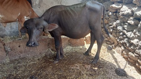 પાડો