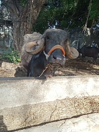 વેતર માં 1