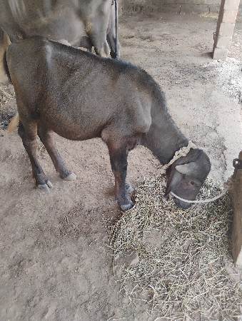 ભેંશ વેચવાની છે.