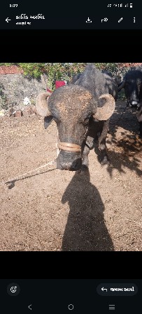 2ભેસ વેચવા ની છે